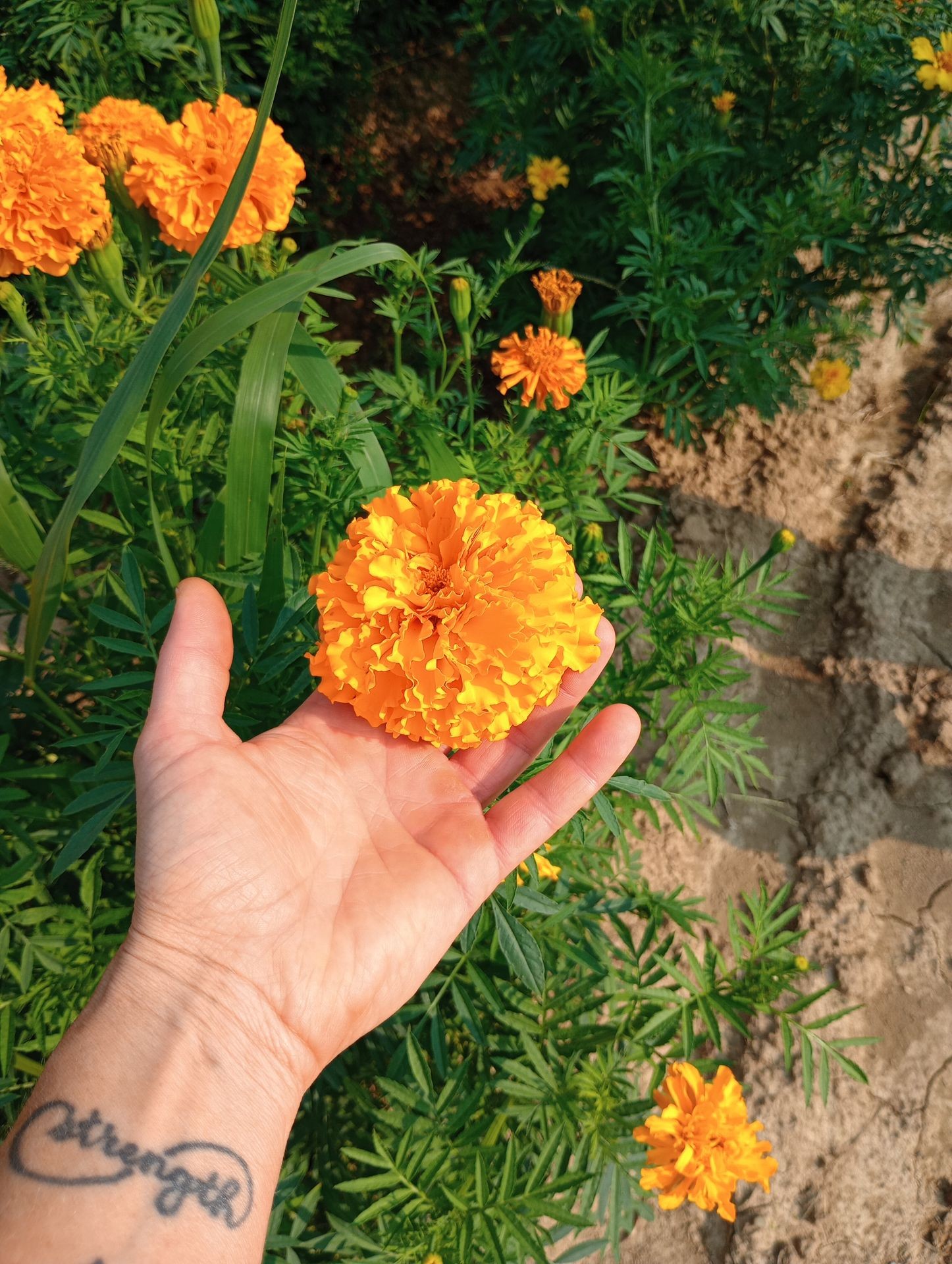 Crackerjack Marigolds